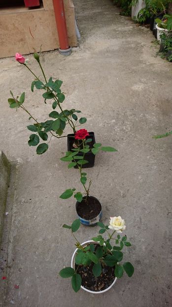 Trandafiri 10 ron- vanduti - 00 Vanzare plante 2018