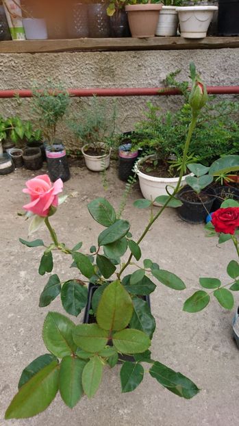  - 00 Plante 2018