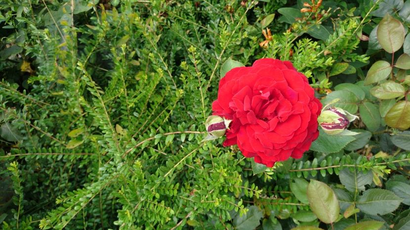 Damme de coeur - 00 Plante 2018