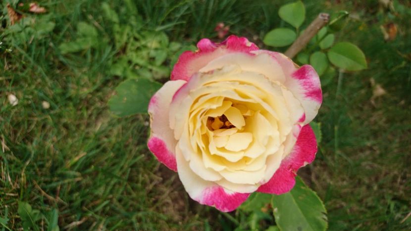 Double perfume - 00 Plante 2018