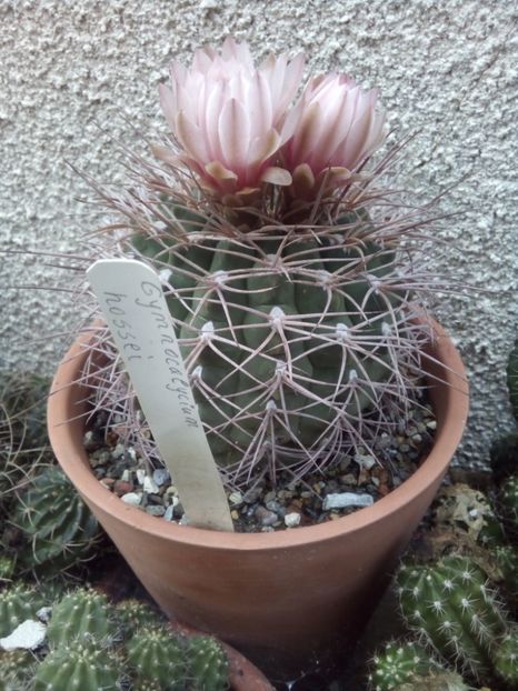  - FLORI DE CACTUSI