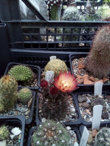  - FLORI DE CACTUSI