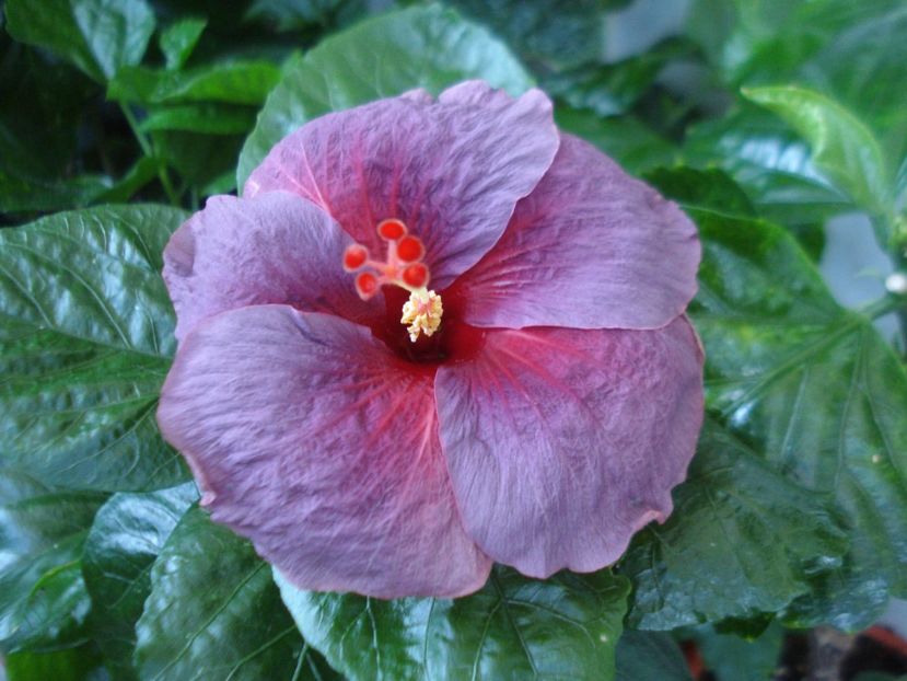  - Hibiscus Electric Blue