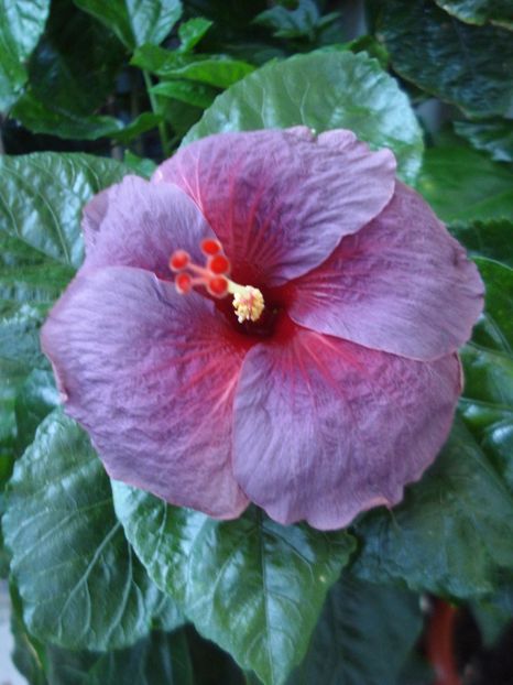  - Hibiscus Electric Blue