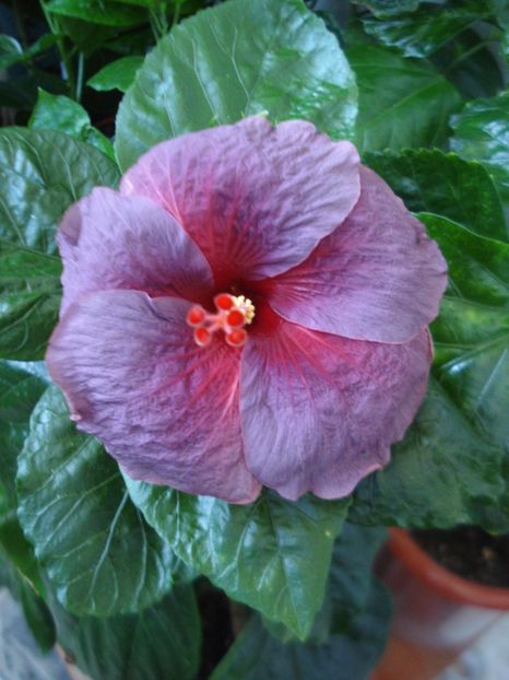  - Hibiscus Electric Blue