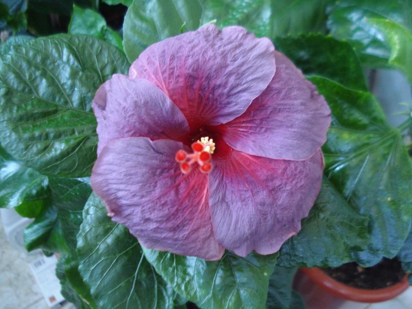  - Hibiscus Electric Blue