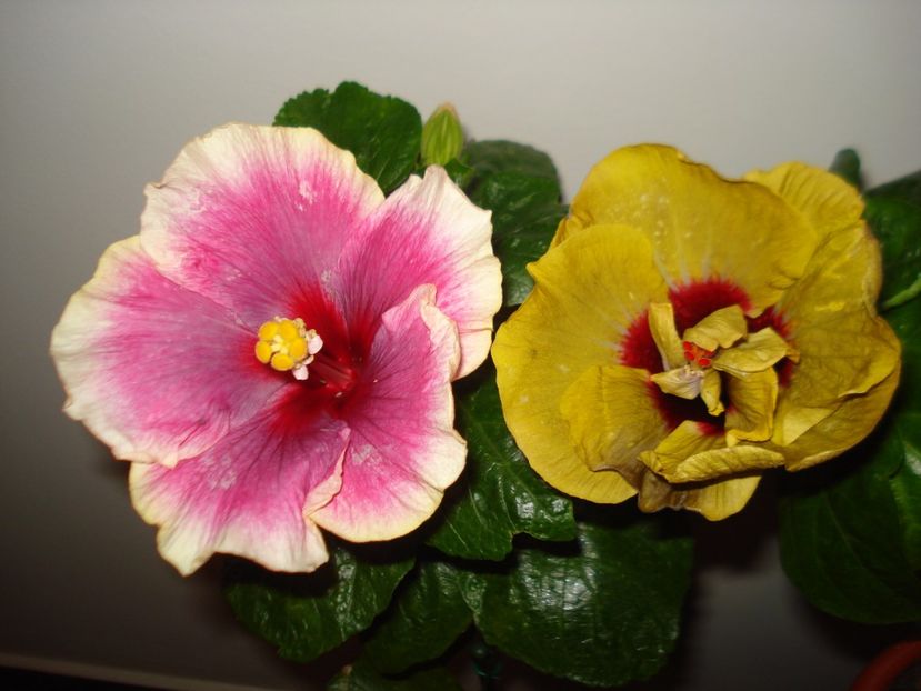  - HIBISCUS 2017