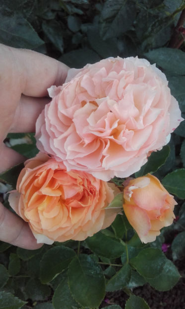  - FROUFROUTANTE JACKIE Massad 3