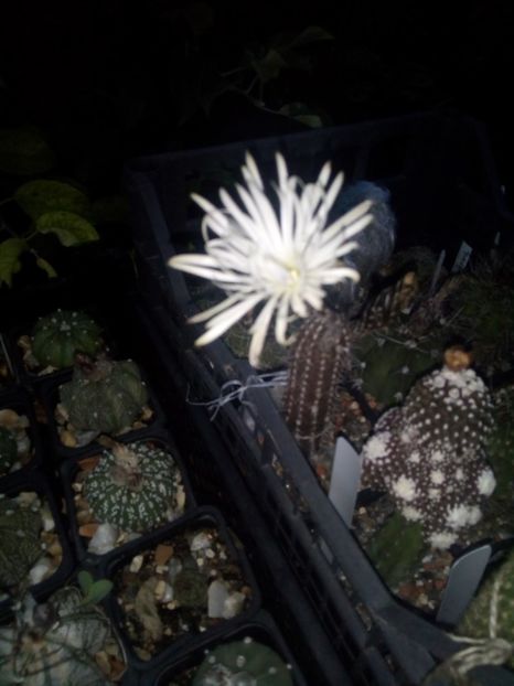  - FLORI DE CACTUSI