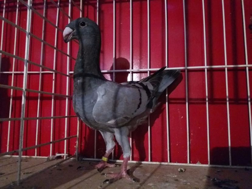 WhatsApp Image 2017-07-12 at 18.24.36 - e-tineret 2017