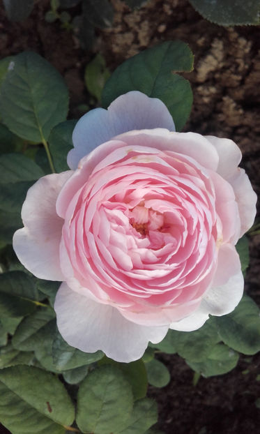  - QUEEN OF SWEEDEN David Austin 3