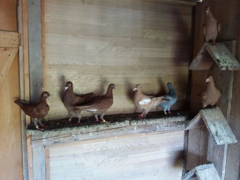 WhatsApp Image 2017-07-12 at 18.27.57 - c - tineret 2017