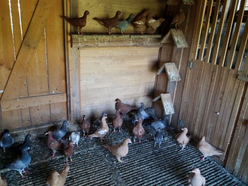 WhatsApp Image 2017-07-12 at 18.28.48 - c - tineret 2017