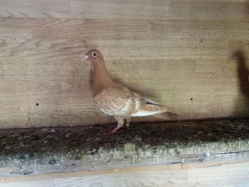 WhatsApp Image 2017-07-12 at 18.22.58 - c - tineret 2017