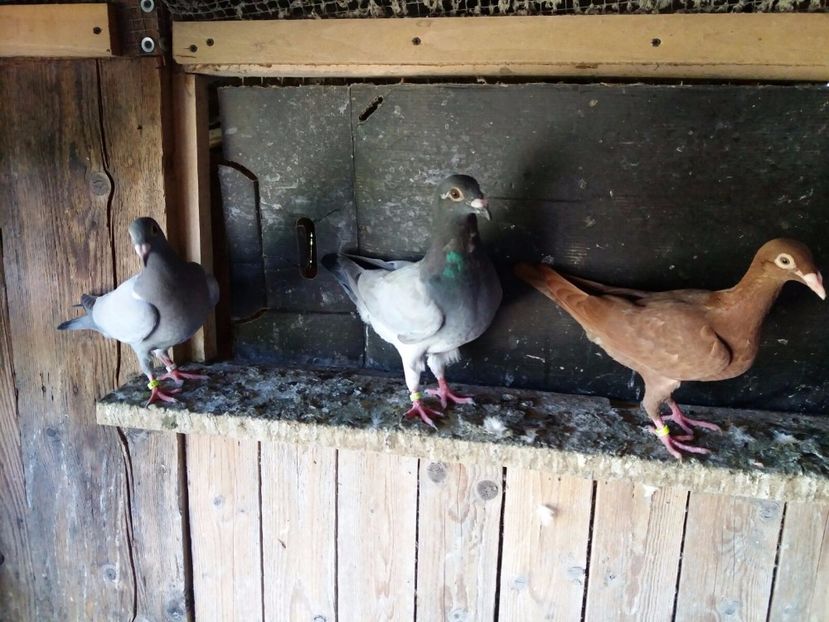 WhatsApp Image 2017-07-12 at 18.25.20 - c - tineret 2017