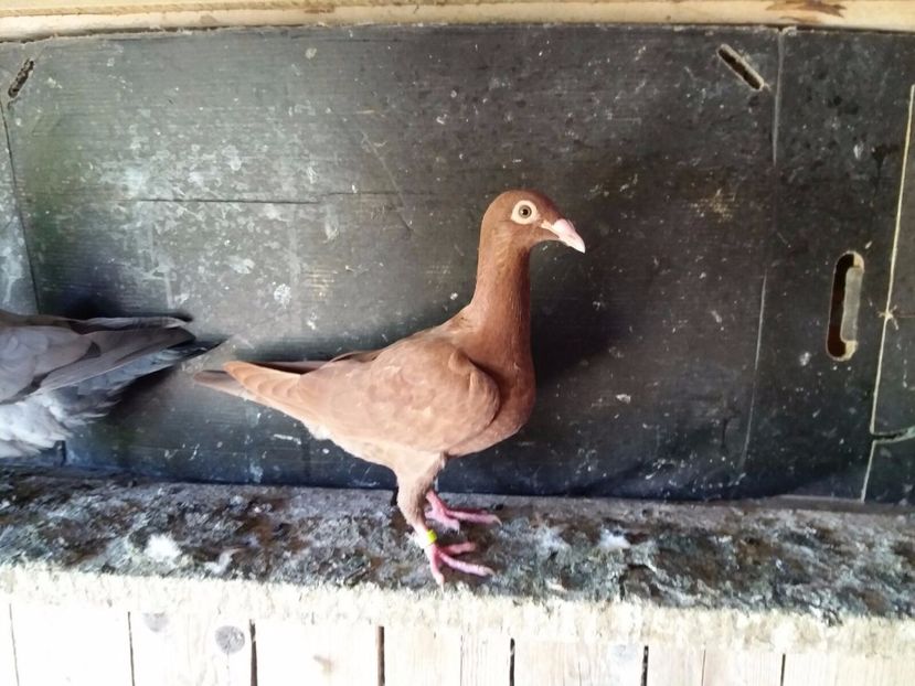 WhatsApp Image 2017-07-12 at 18.25.42 - c - tineret 2017