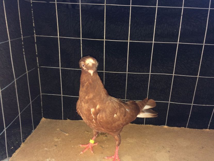 9027  mascul   2017_1 - pui 2017 BM