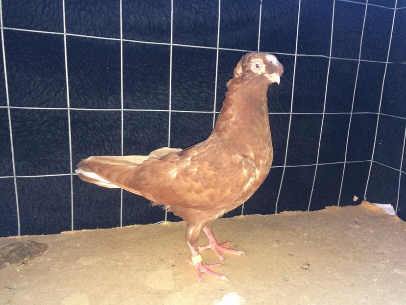 9027  mascul   2017_2 - pui 2017 BM