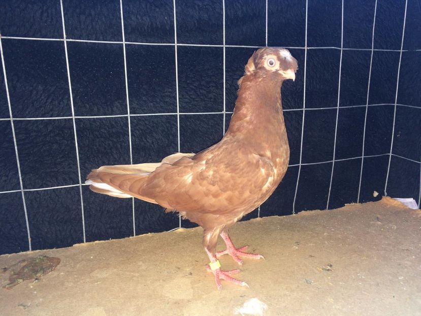 9027  mascul   2017_3 - pui 2017 BM