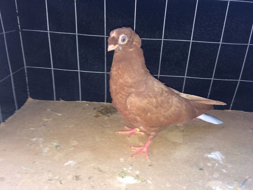 9038  femelă  2017_1 - pui 2017 BM