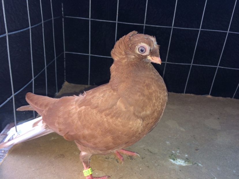 9038  femelă  2017_2 - pui 2017 BM