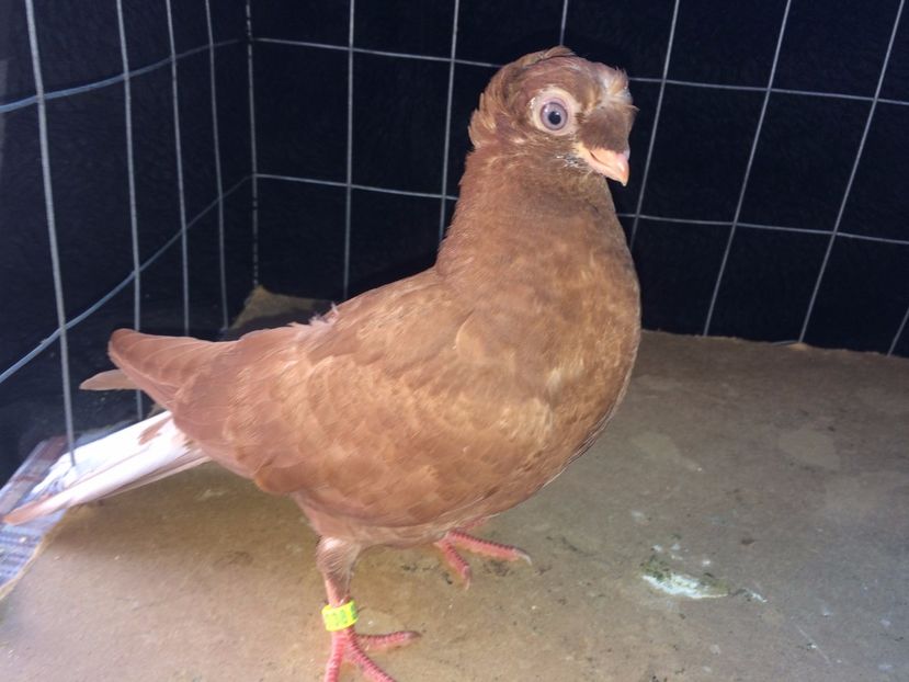 9038  femelă  2017_3 - pui 2017 BM