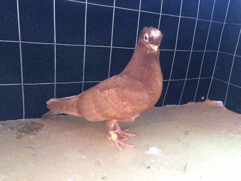 9035  macul  2017_1 - pui 2017 BM