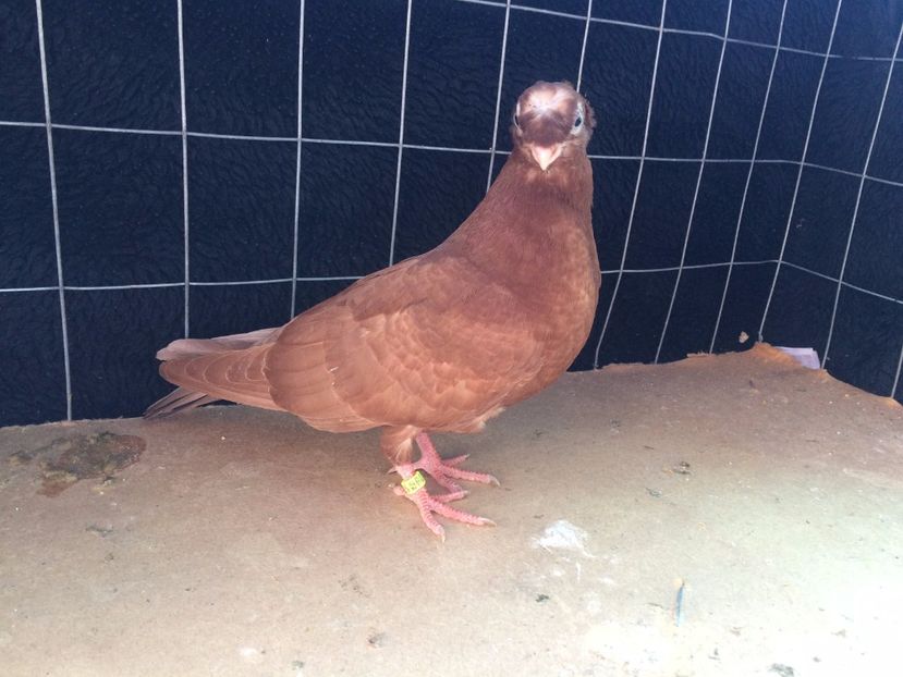 9035  macul  2017_2 - pui 2017 BM