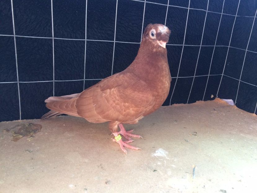 9035  macul  2017_3 - pui 2017 BM