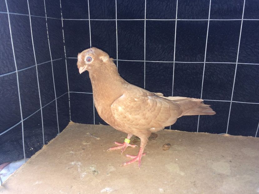 9037  femelă  2017_1 - pui 2017 BM