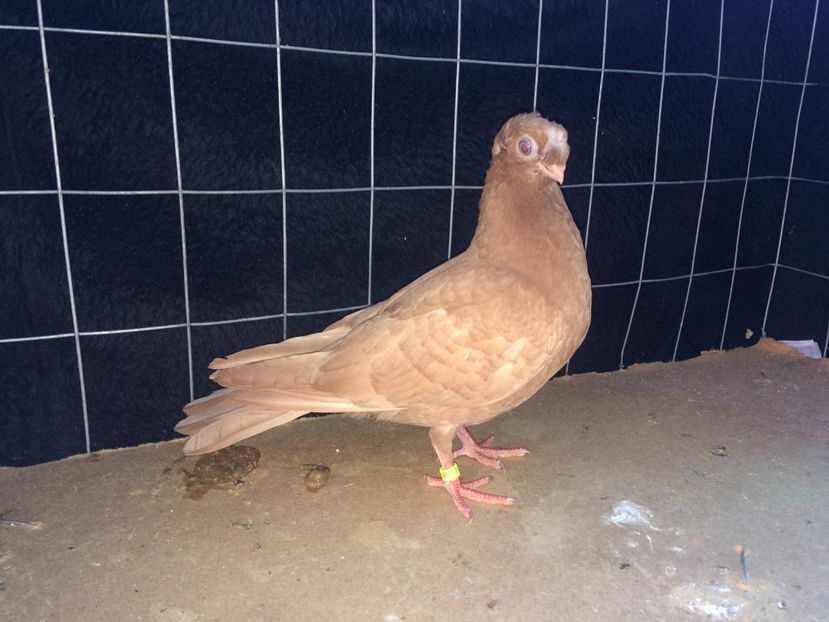 9037  femelă  2017_2 - pui 2017 BM