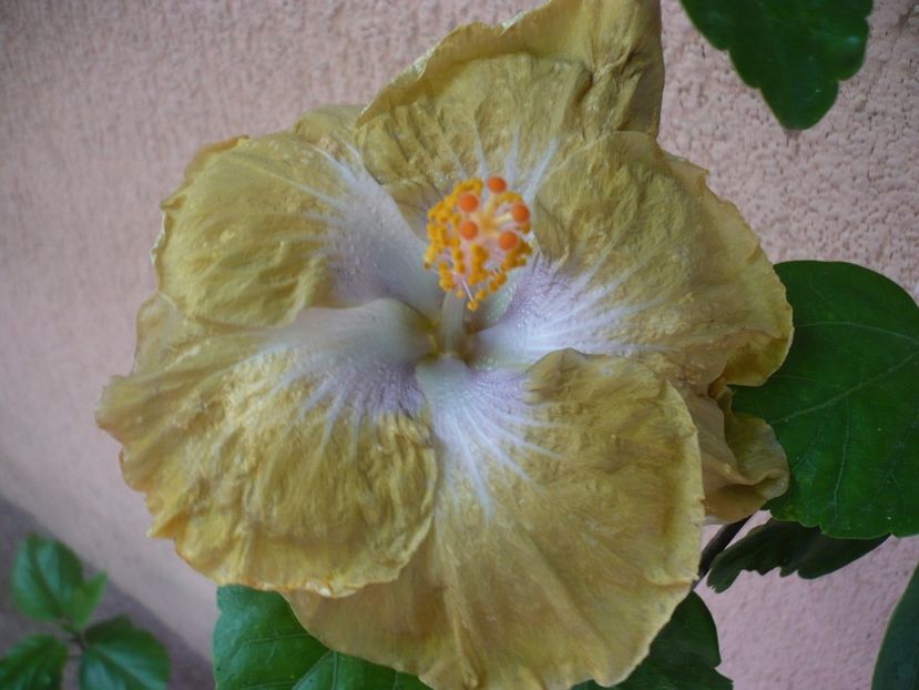 12.07.2017 - HIBISCUSI 2017-2