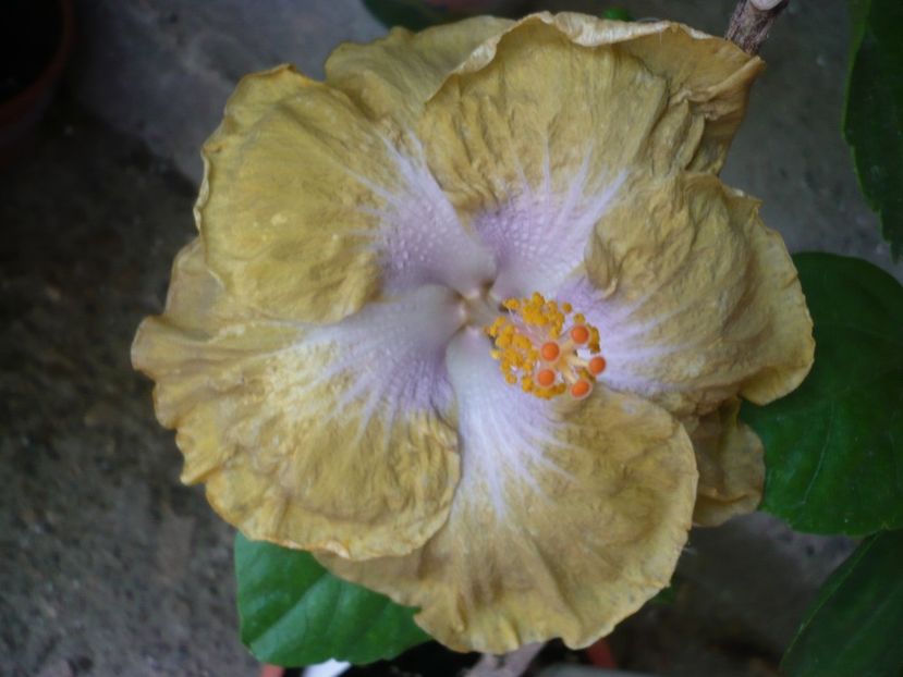 P1330670 - HIBISCUSI 2017-2