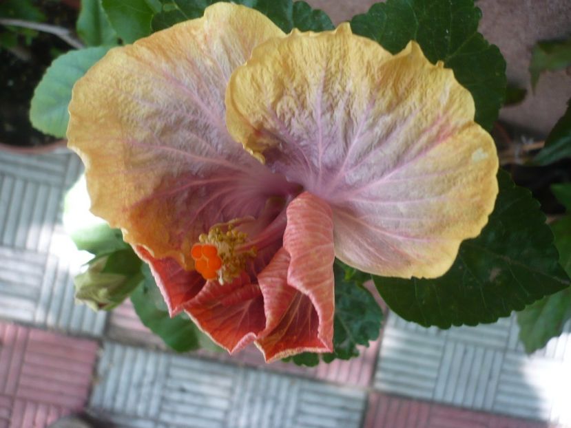 P1330671 - HIBISCUSI 2017-2