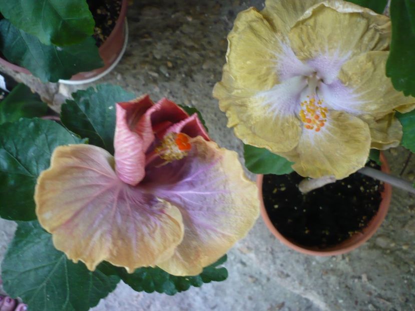 P1330672 - HIBISCUSI 2017-2