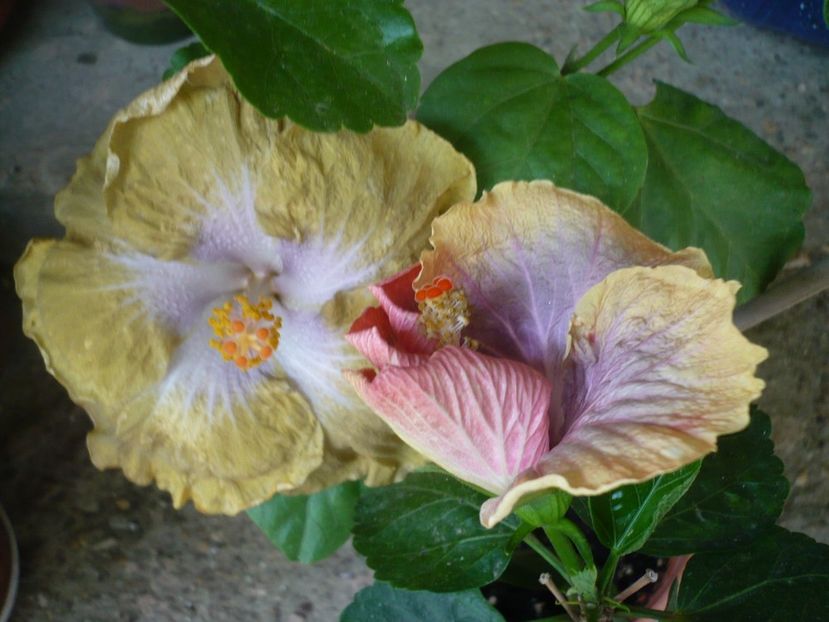 P1330674 - HIBISCUSI 2017-2