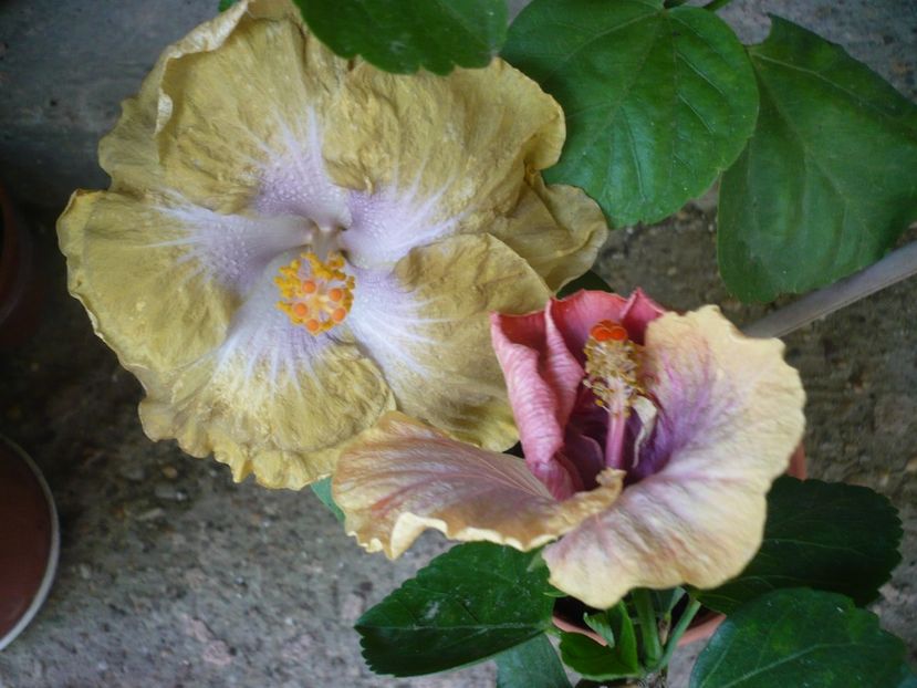 P1330675 - HIBISCUSI 2017-2