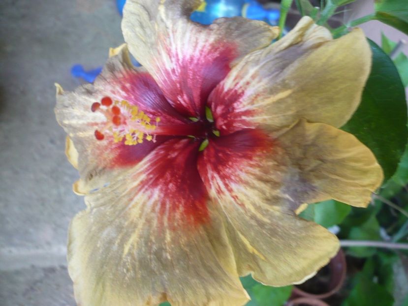 P1330678 - HIBISCUSI 2017-2