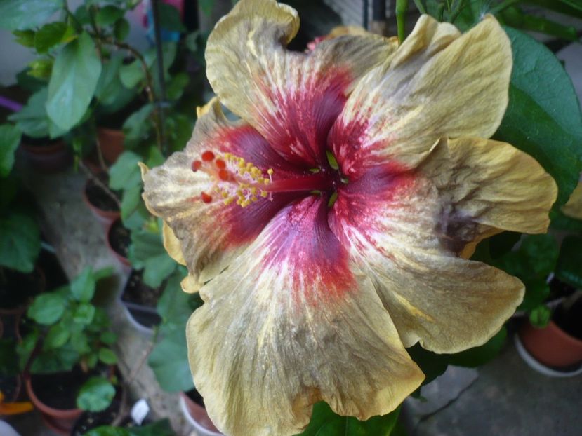 P1330680 - HIBISCUSI 2017-2