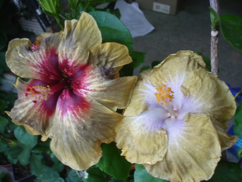 P1330681 - HIBISCUSI 2017-2