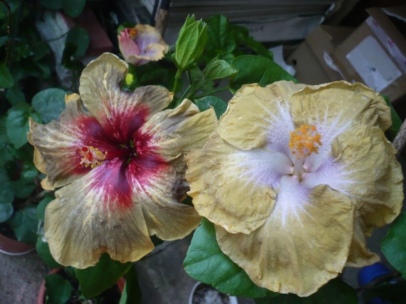 P1330682 - HIBISCUSI 2017-2