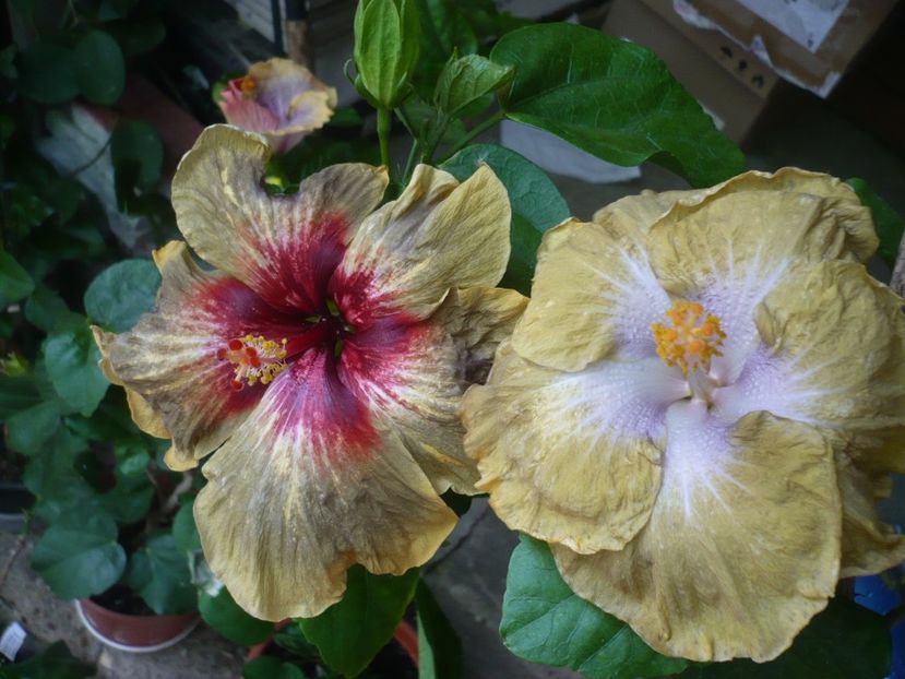 P1330683 - HIBISCUSI 2017-2