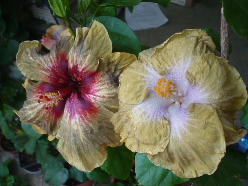 P1330684 - HIBISCUSI 2017-2