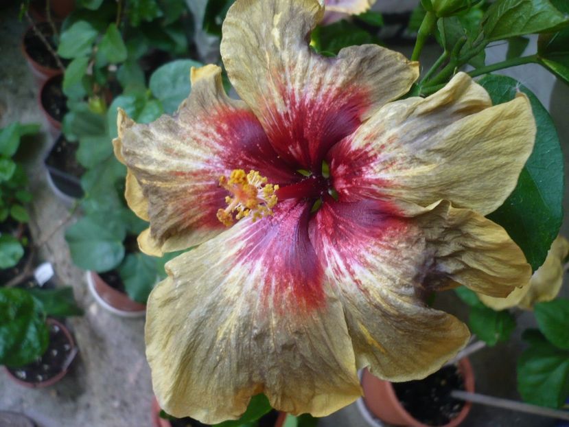 P1330685 - HIBISCUSI 2017-2