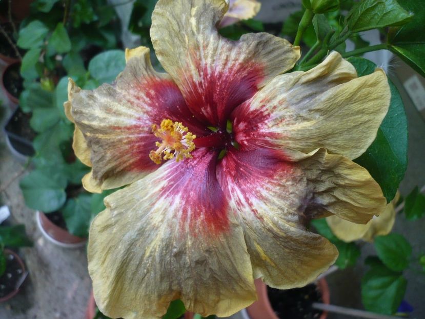 P1330686 - HIBISCUSI 2017-2