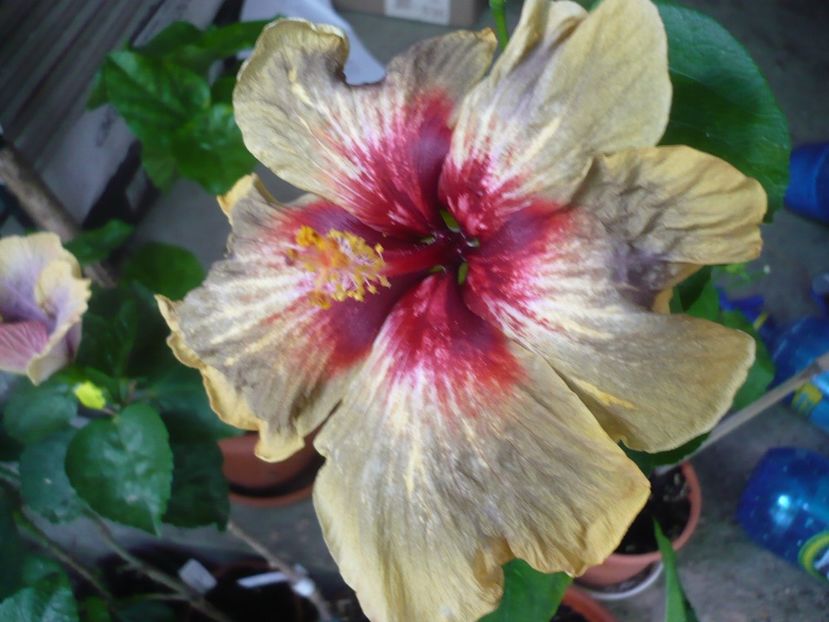 P1330709 - HIBISCUSI 2017-2