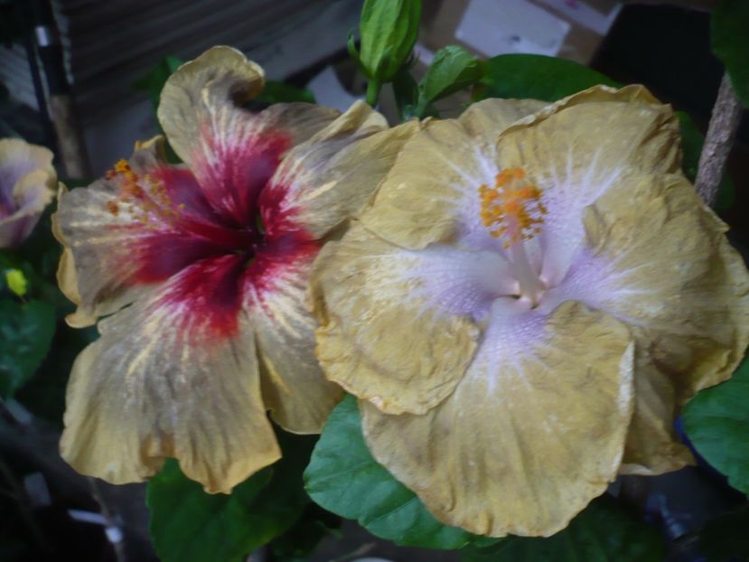 P1330711 - HIBISCUSI 2017-2