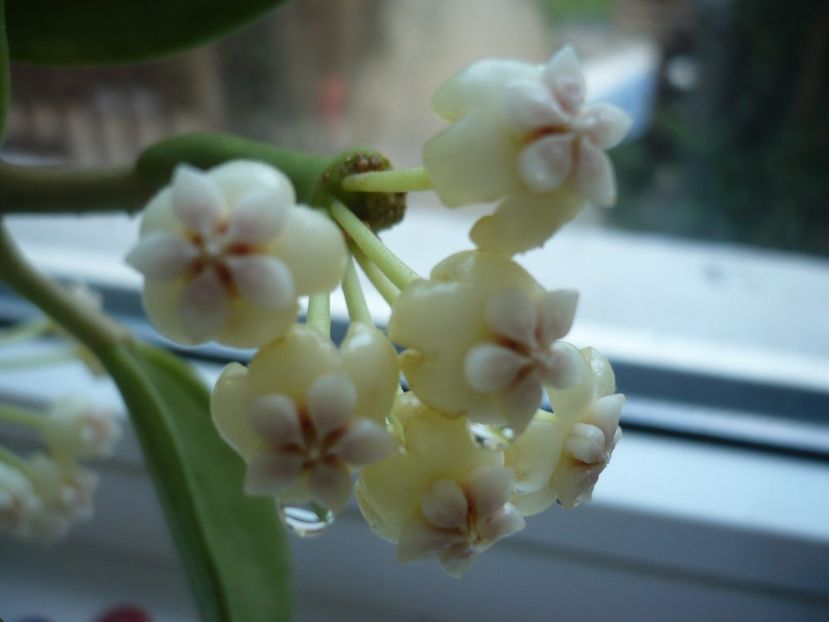 P1330688 - HOYA 2017