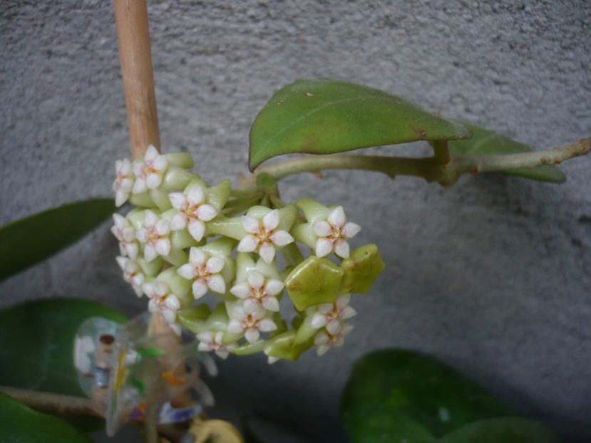 P1330695 - HOYA 2017