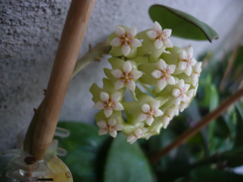 P1330698 - HOYA 2017